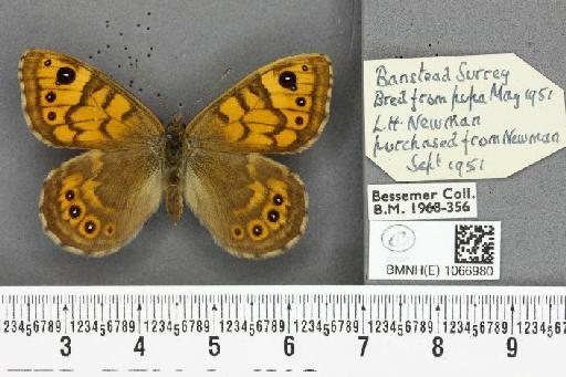 Lasiommata megera ab. croesus Stauder, 1922 - BMNHE_1066980_30048