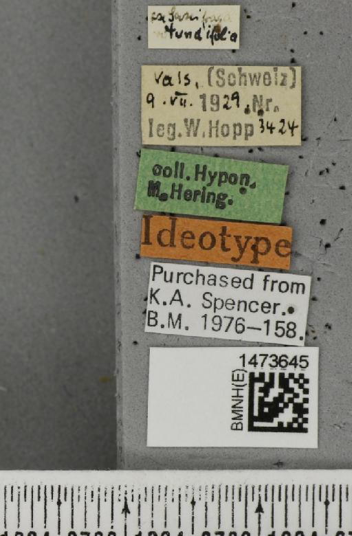 Chromatomyia saxifragae (Hering, 1924) - BMNHE_1473645_label_48896