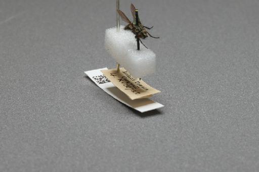 Sarcophaga (Myorhina) nigriventris Meigen, 1826 - 015092282_additional_4