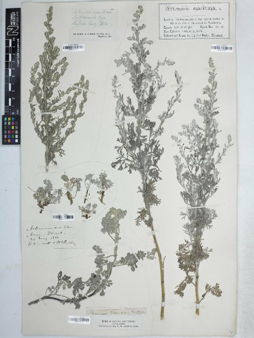 Artemisia maritima L. - BM001161515