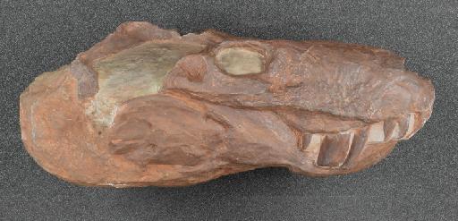 Lycosuchus vanderrieti Broom, 1903 - NHMUK PV R 3709