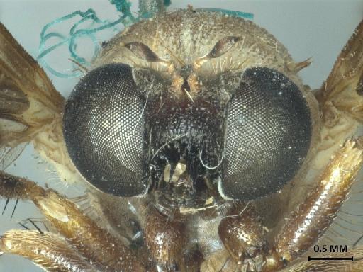 Anypodetus maculipennis Ricardo, 1925 - 013445832_anterior_head_2