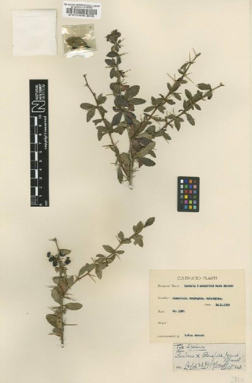 Berberis beaniana 'Stonefield Mauve' - BM000554808