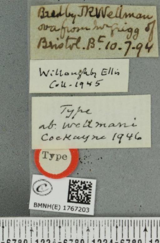 Dysstroma truncata truncata ab. wellmani Cockayne, 1946 - BMNHE_1767203_label_349543
