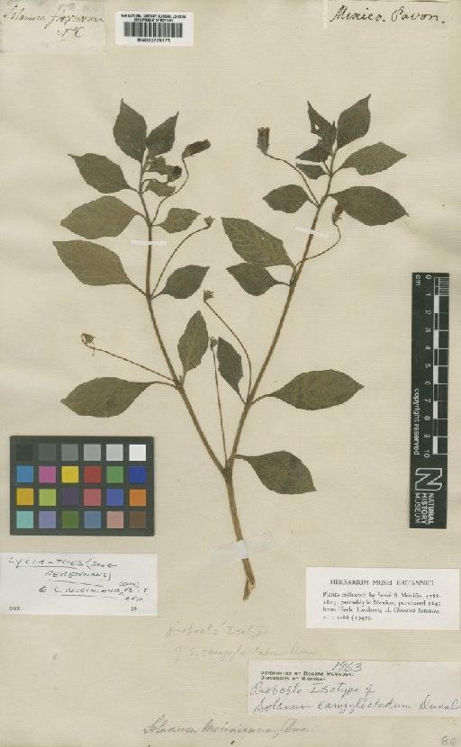 Solanum campylocladum Dunal - BM000775171
