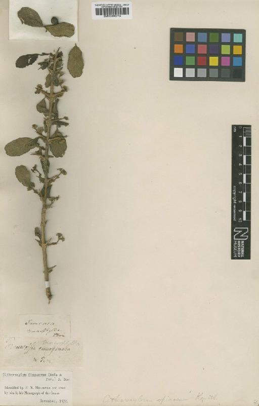 Citharexylum flexuosum (Ruiz & Pav.) D.Don - BM000992746