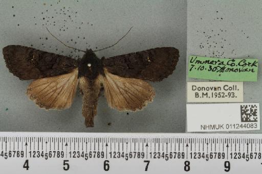 Aporophyla nigra (Haworth, 1809) - NHMUK_011244083_645221