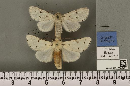 Acronicta leporina (Linnaeus, 1758) - NHMUK_010503421_561448