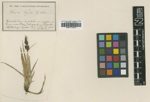 Carex fyllae T.Holm - BM001042072