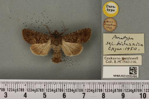 Apamea furva britannica Cockayne, 1950 - NHMUK_010555496_613297