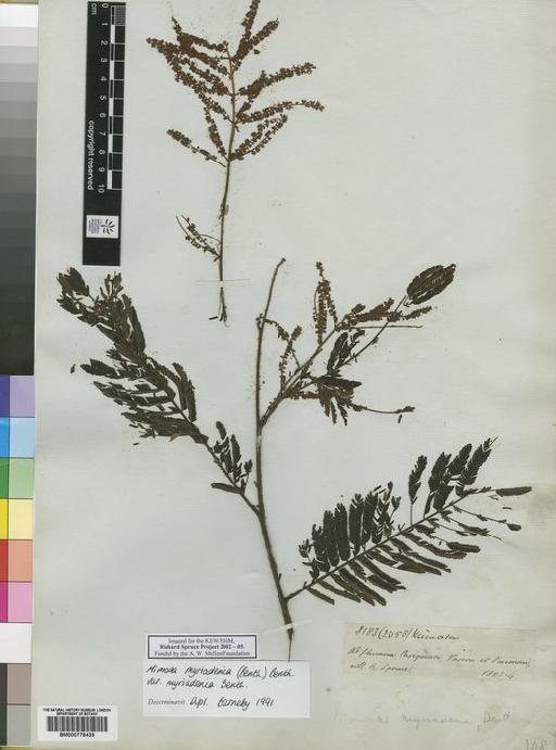 Mimosa myriadenia var. myriadenia Benth. - Spruce - BM000778439