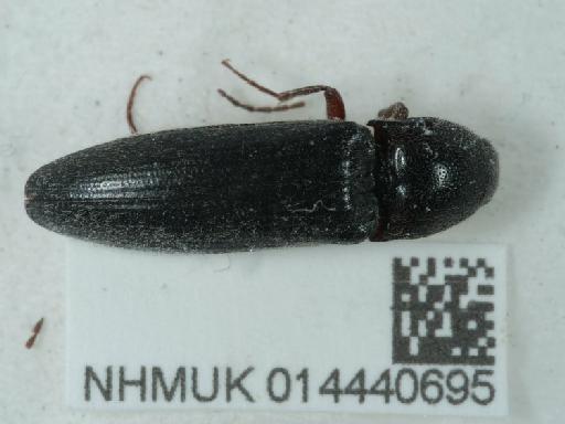 Melanotus (Melanotus) villosus (Geoffroy in Fourcroy, 1785) - 014440695_1