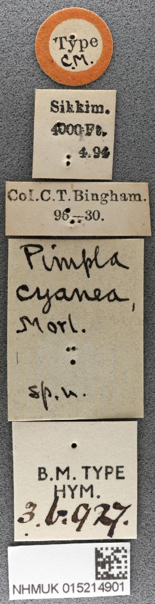 Pimpla cyanea Morley, C., 1913 - 015214901_Pimpla_cyanea_holotype_labels