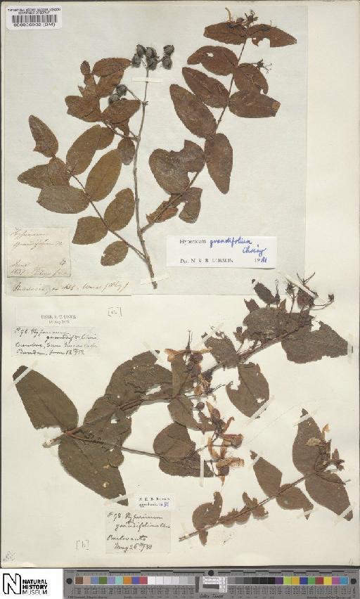 Hypericum grandifolium Choisy - BM000056002