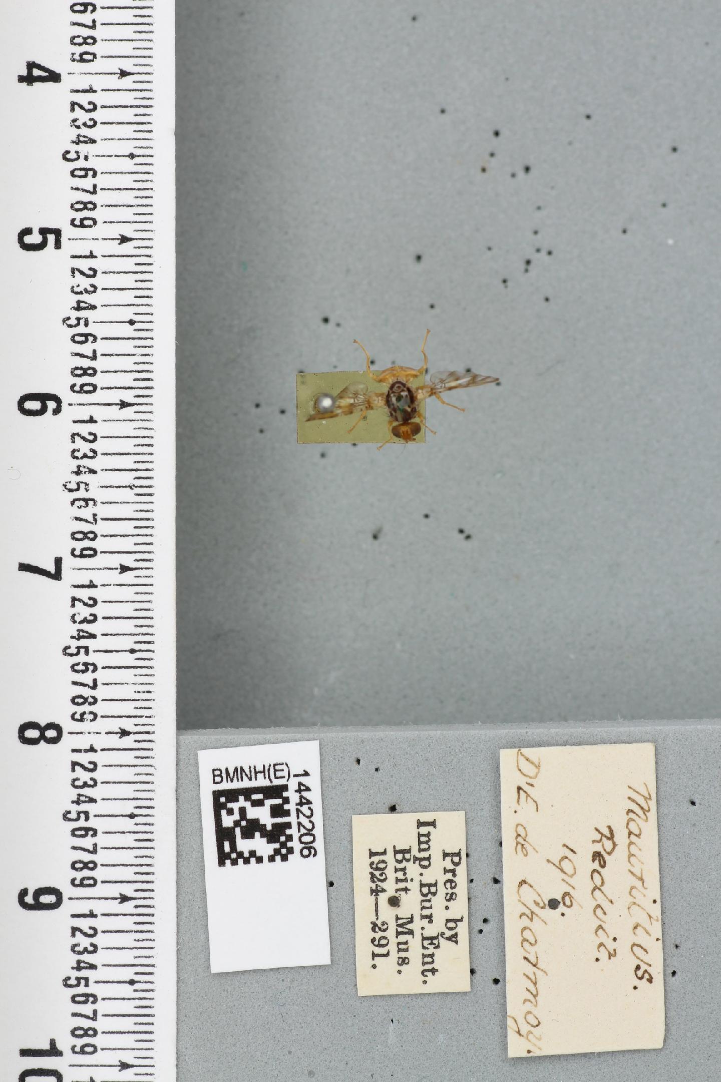 Ceratitis catoirii