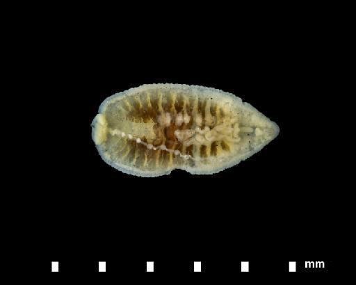 Alboglossiphonia polypompholyx - 4743516