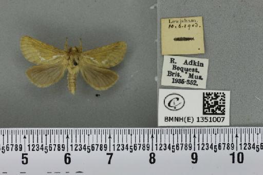 Korscheltellus lupulina (Linnaeus, 1758) - BMNHE_1351007_186399