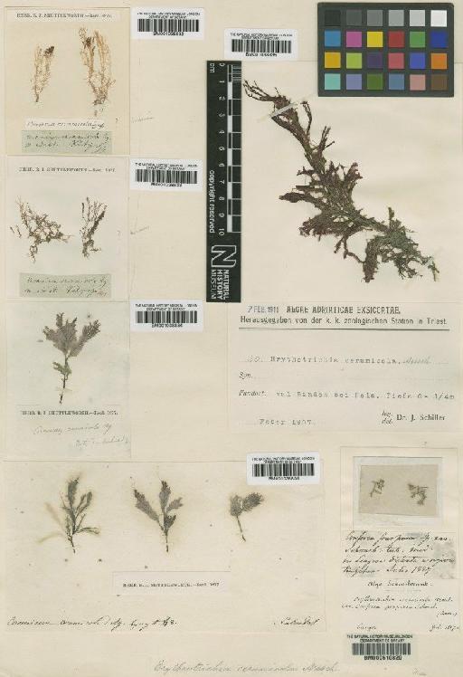 Erythrotrichia carnea (Dillwyn) J.Agardh - BM001038832