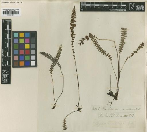 Cyathea boivinii Mett. - BM001045993