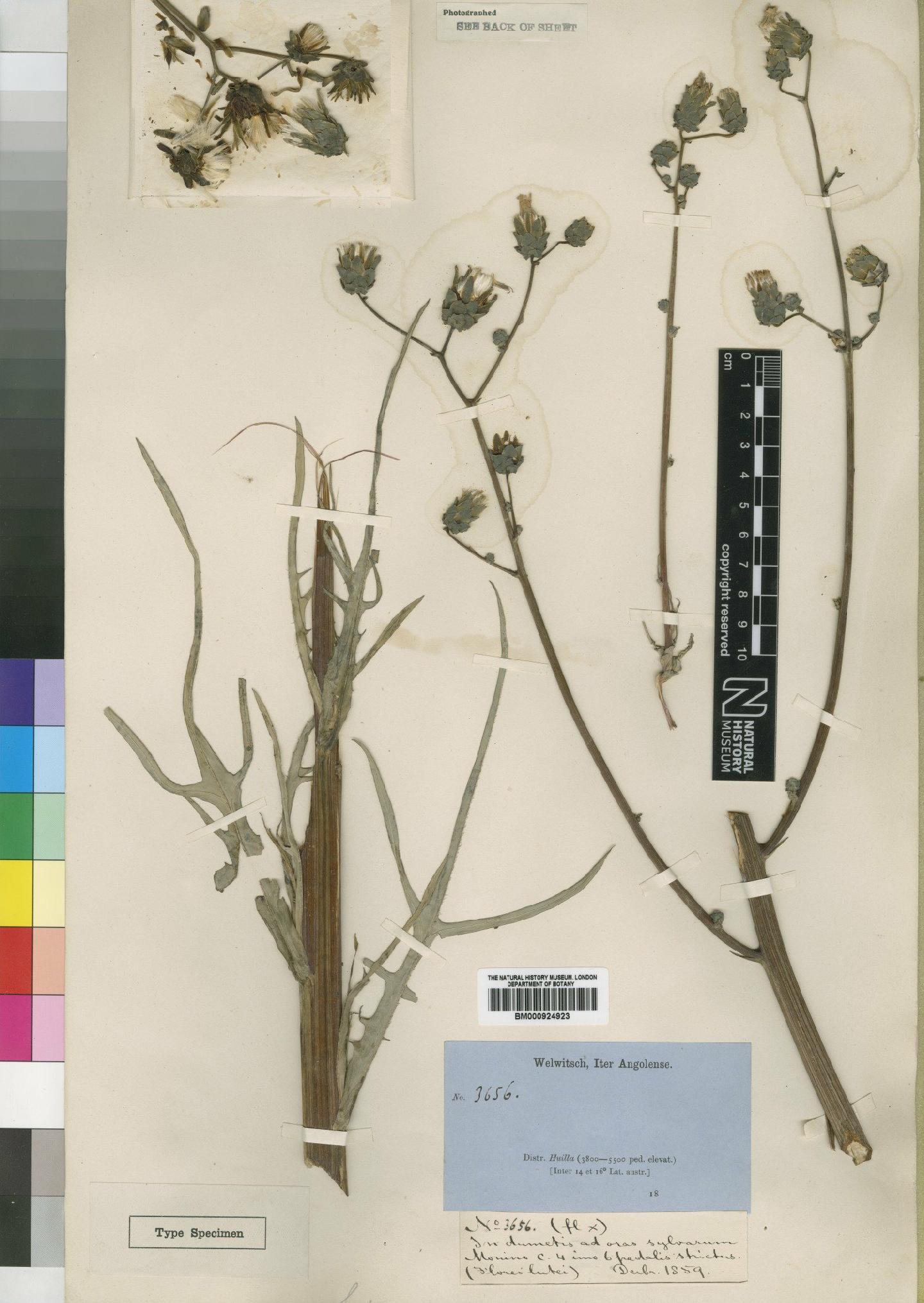 To NHMUK collection (Lactuca imbricata Hiern; Syntype; NHMUK:ecatalogue:4553808)
