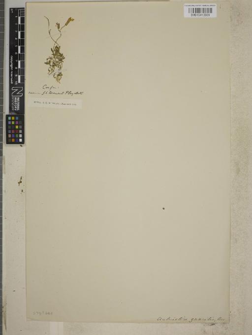 Aubrieta gracilis Spruner ex Boiss. - BM013412069