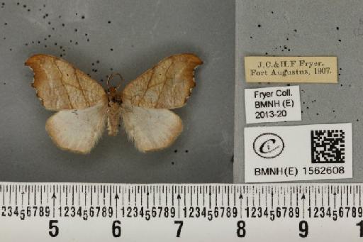 Falcaria lacertinaria (Linnaeus, 1758) - BMNHE_1562608_234283