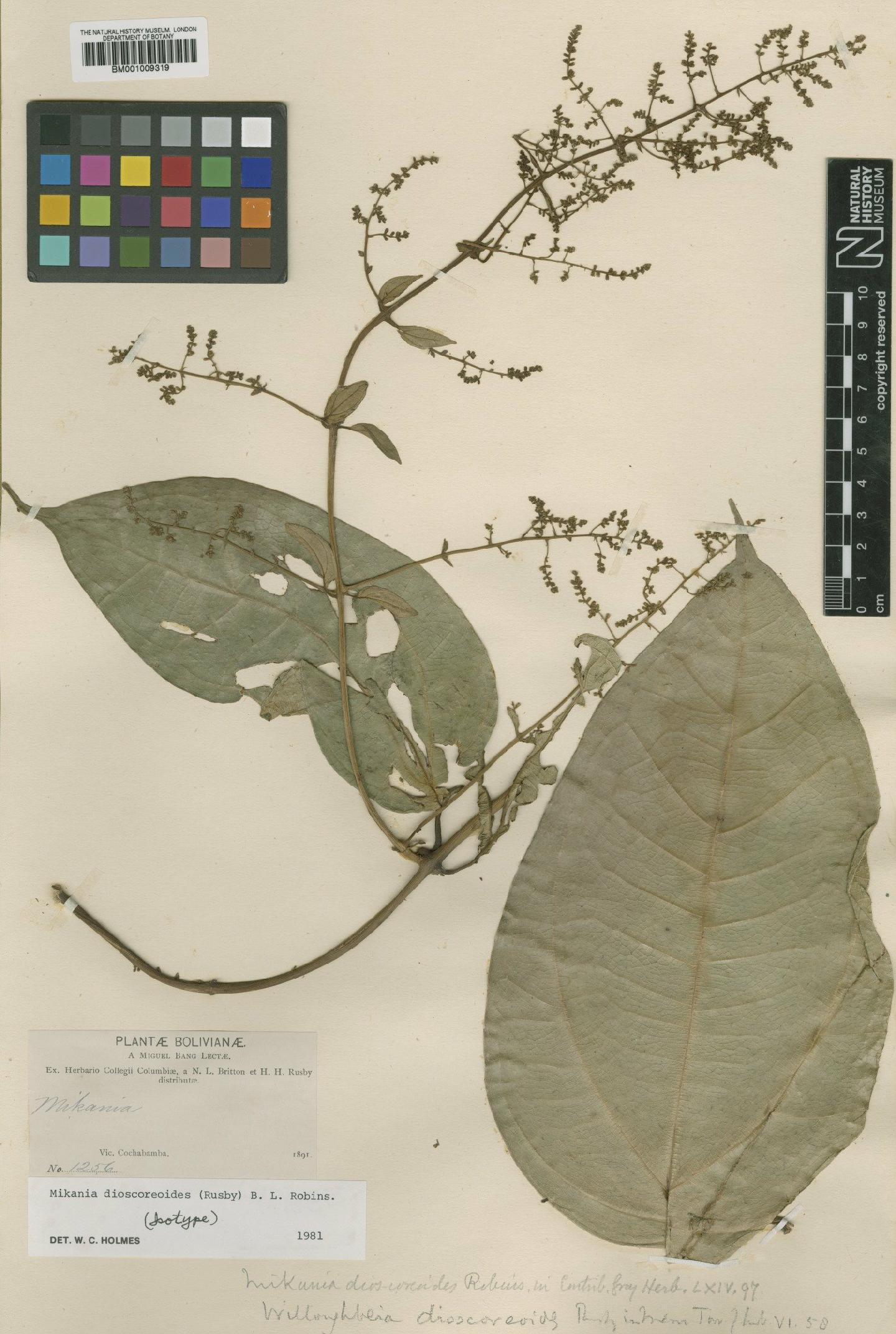 To NHMUK collection (Mikania dioscoreoides (Rusby) B.L.Rob.; Isotype; NHMUK:ecatalogue:571448)