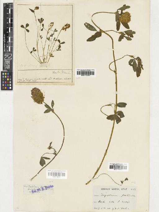 Trifolium pratense L. - BM001036650