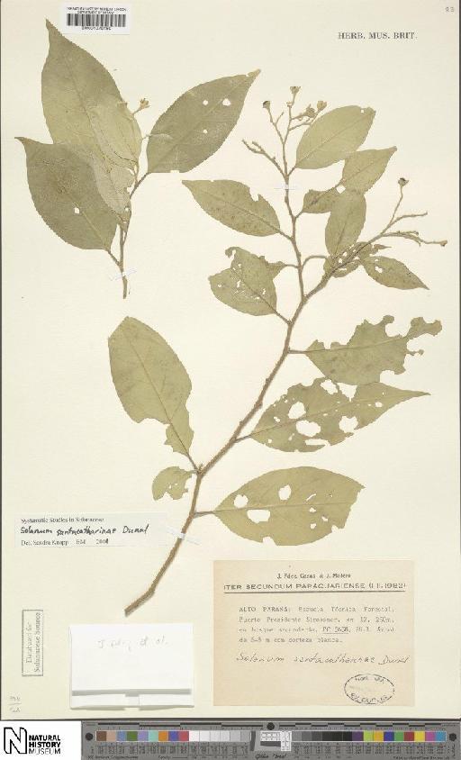 Solanum sanctaecatharinae Dunal - BM001070180