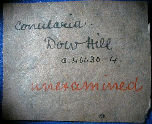 Eoconularia linnarssoni (Holm, 1893) - G 46630-G 46634 Conularia (label 1)