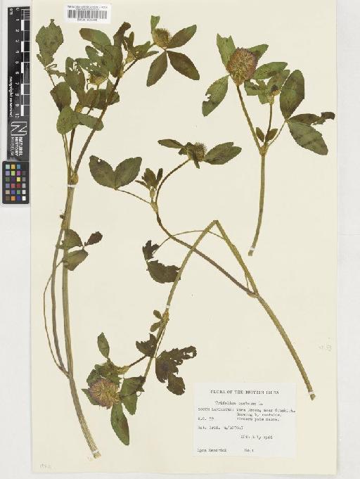 Trifolium pratense L. - BM001036744