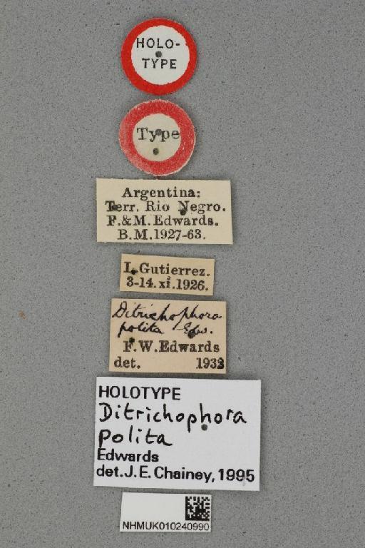 Ditrichophora polita Edwards & Edwards - Ditrichophora polita NHMUK010240990 holotype labels