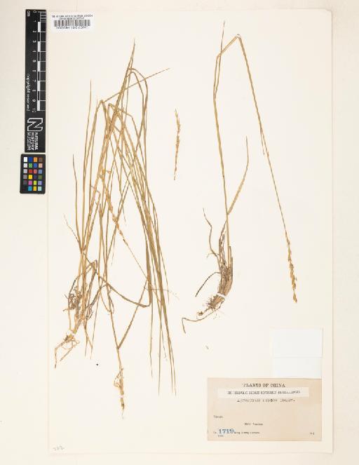 Agropyron repens (L.) P.Beauv. - 000094160