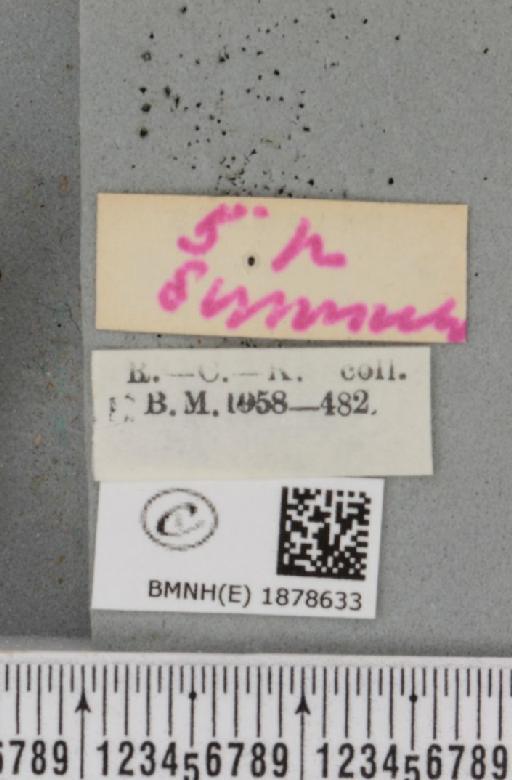 Selenia tetralunaria tetralunaria (Hufnagel, 1767) - BMNHE_1878633_a_label_449552