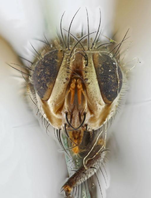 Microphthalma vibrissata (van der Wulp, 1891) - Microphthalma vibrissata HT frontal