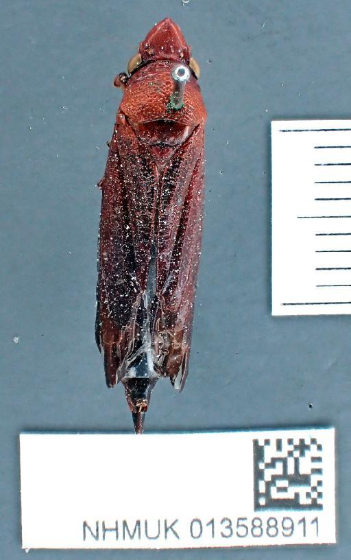 Amblydisca gigas Fowler, 1898 - 013588911 Amblydisca gigas LT f dorsal