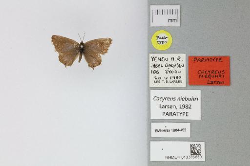 Cacyreus niebuhri Larsen, 1982 - 013376650_Cacyreus_niebuhri_Larsen_1982_PT