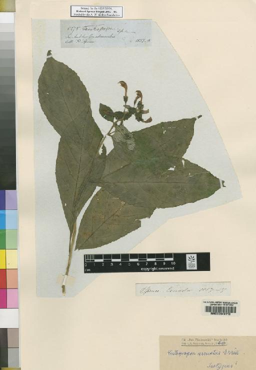Centropogon arcuatus Wimm - Spruce - BM000645113