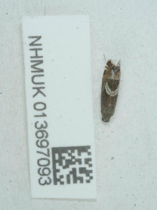 Grapholita jungiella (Linnaeus, 1761) - 013697093_3