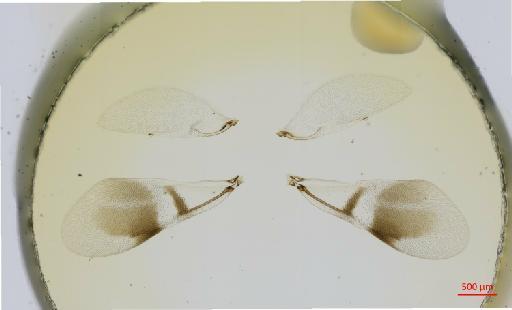 Hexacladia dymas Noyes, 2010 - 010178961__2017_01_31-Scene-1-ScanRegion0