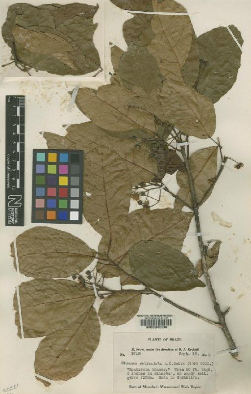 Sloanea reticulata A.C.Sm. - BM000603338