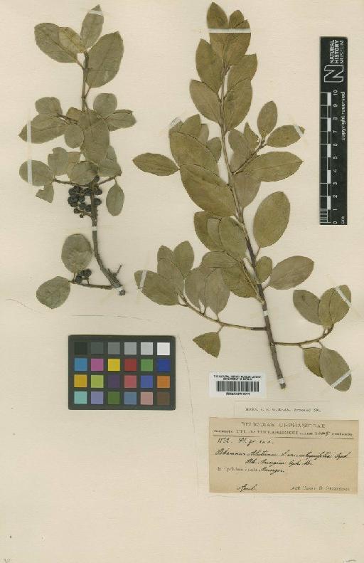 Rhamnus alaternus L. - BM000751577