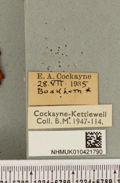 Scoliopteryx libatrix (Linnaeus, 1758) - NHMUK_010421790_label_534918