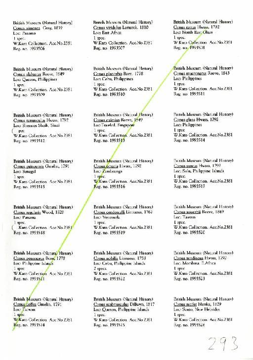 Conus coffeae Gmelin, 1791 - Zoology Accessions Register: Mollusca: 1986 - 1993: page 293