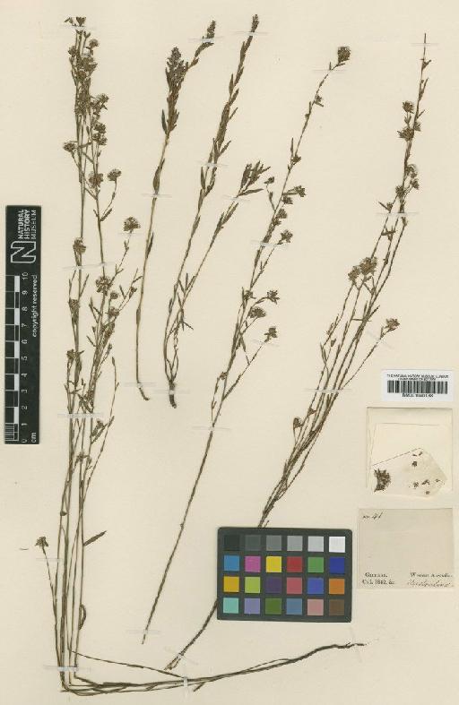 Leucopogon gilbertii Stschegl. - BM001040138