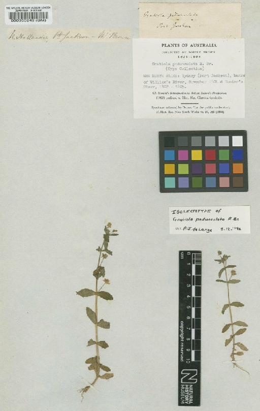 Gratiola pedunculata R.Br. - BM000080249 (2)