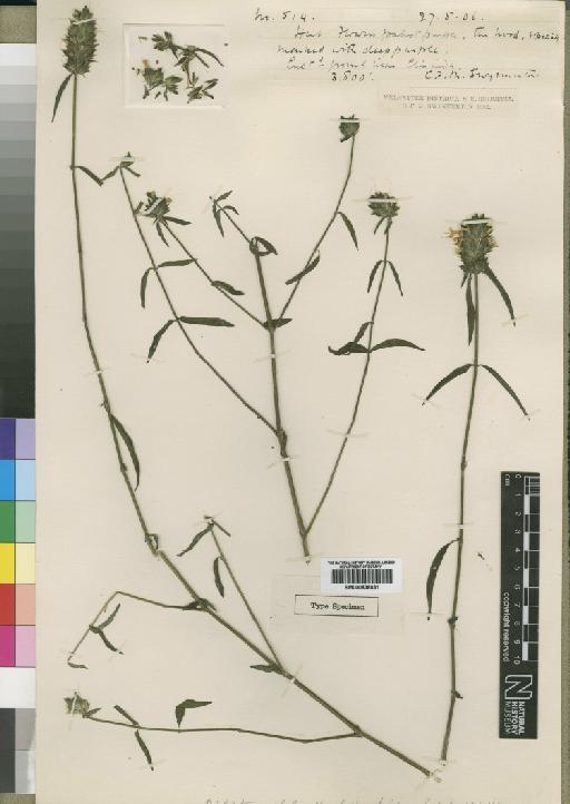 Dicliptera carvolhoi subsp. carvalhoi Lindau - BM000838031