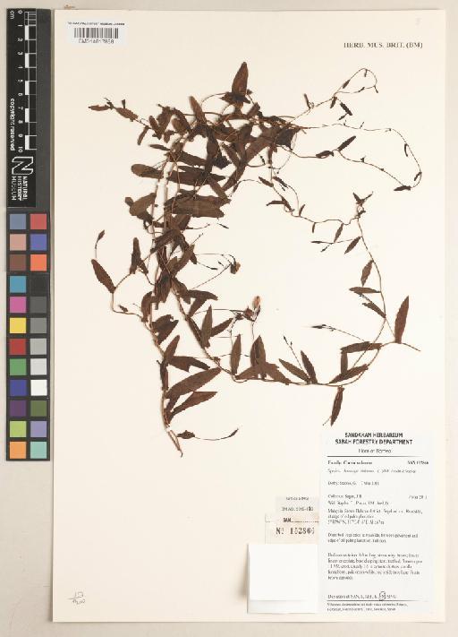 Xenostegia tridentata (L.) D.F.Austin & Staples - 014617888