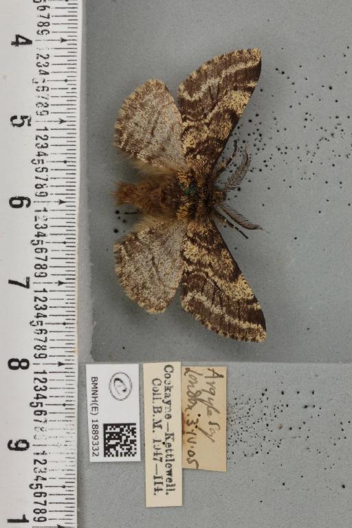 Lycia hirtaria ab. variegata Lempke, 1952 - BMNHE_1889332_457610