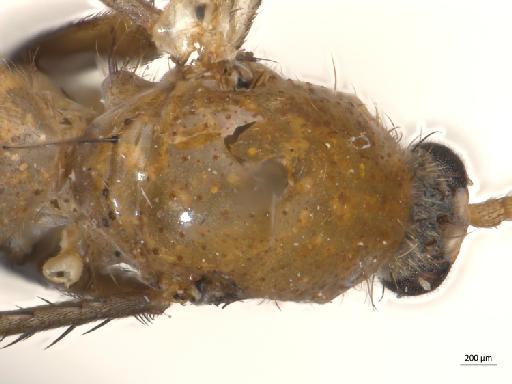 Neoclastobasis draskovitsae Matile, 1978 - 010626477_Neoclastobasis_draskovitsae_PTBMNH254344_thorax_d